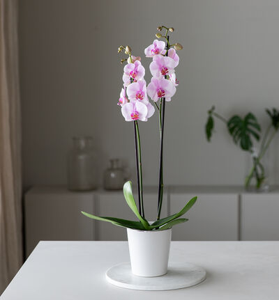 Rosa orkidé i hvit potte